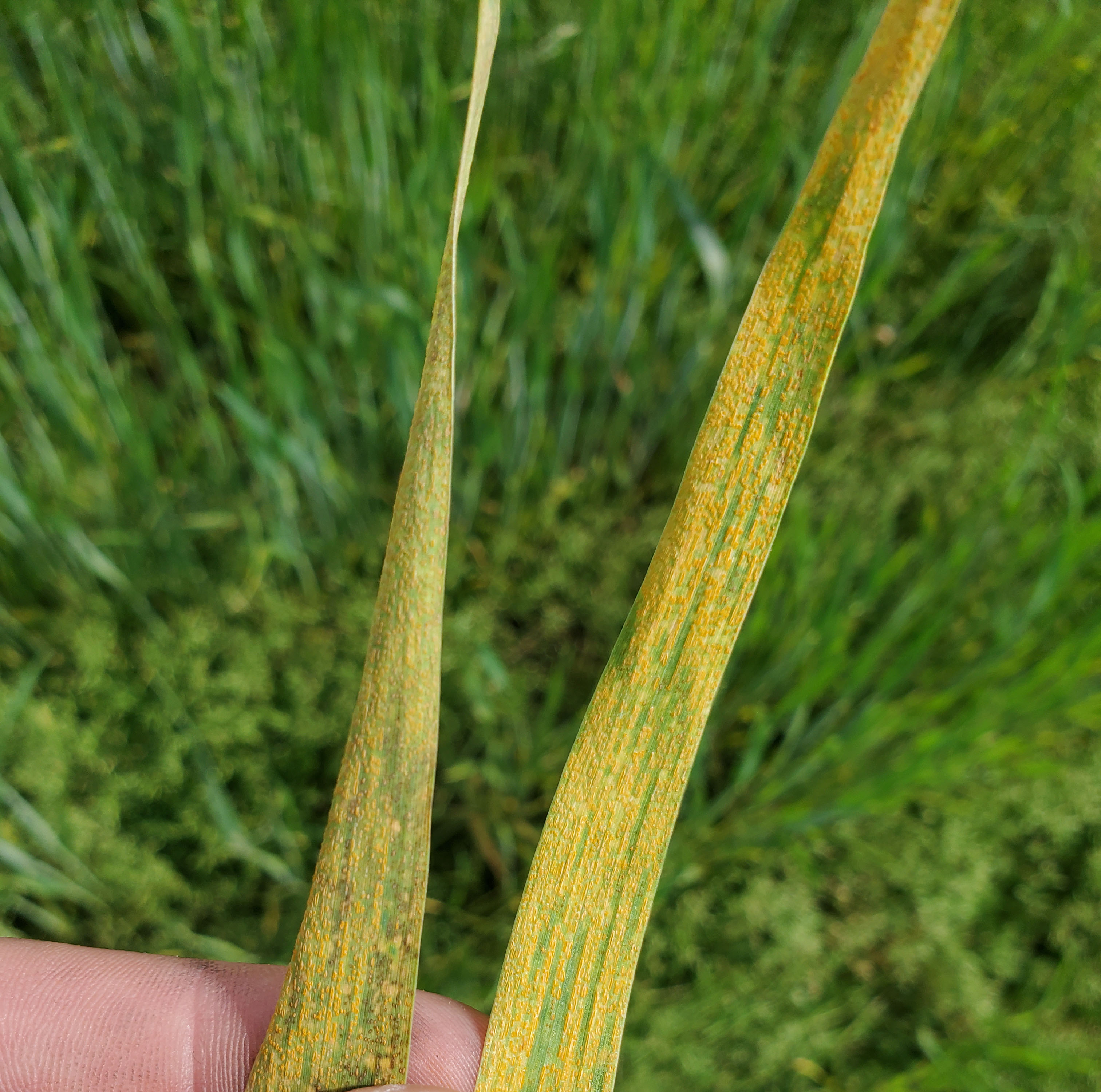 Closeup of a wheat blade.